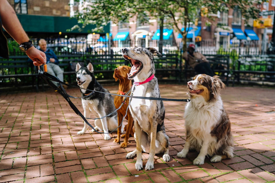 Four dogs on park