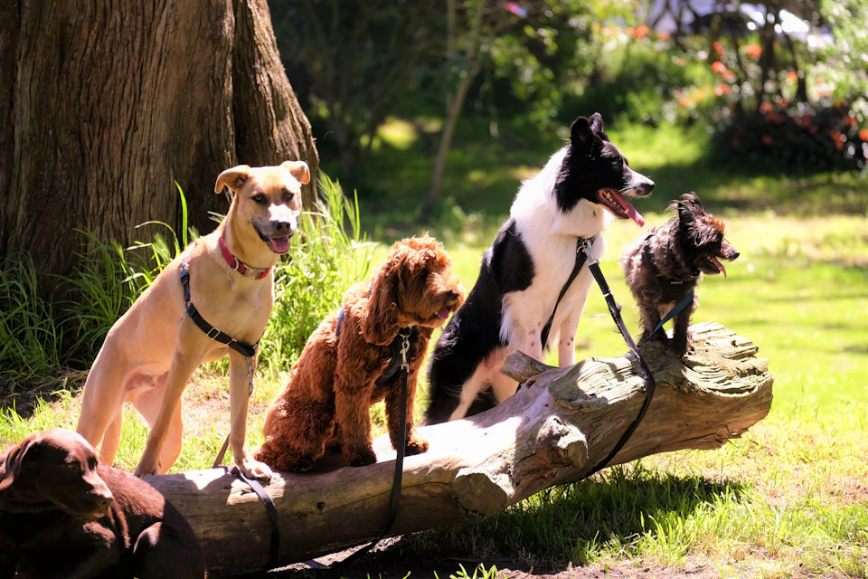 Shallow focus photo of dogs on tree log