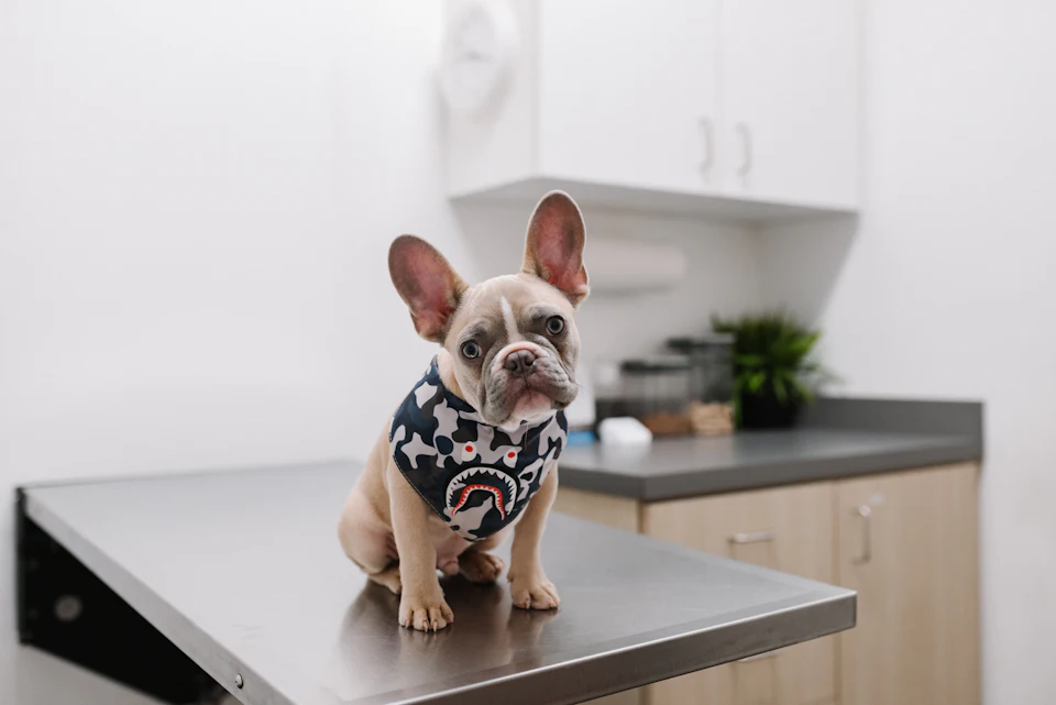 White and black short coated dog wearing white and black polka dot shirt