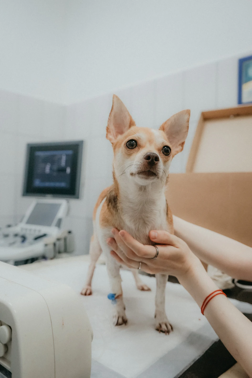 A person holding a dog