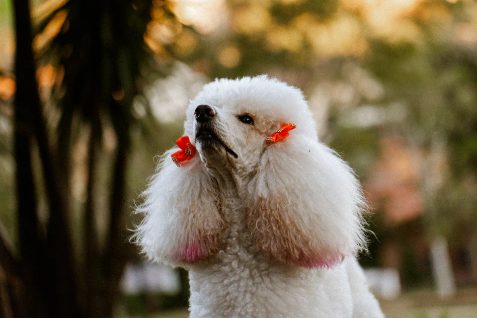 A white poodle with orange bows in its ears in a park